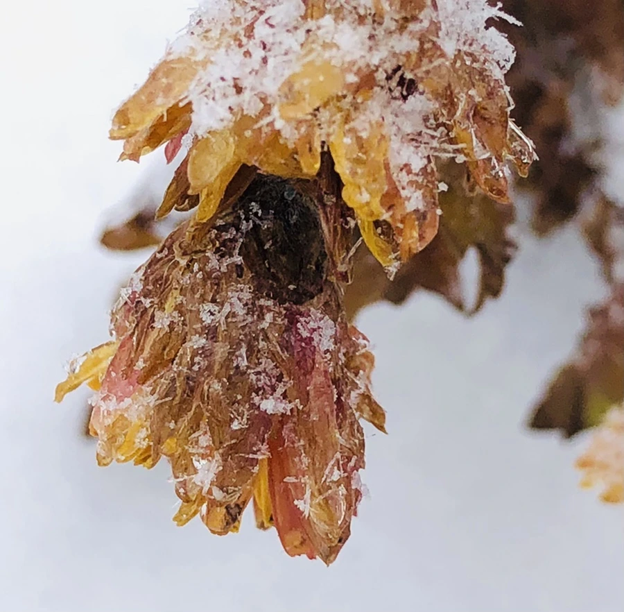 IMG_3448.jpg?type=w966