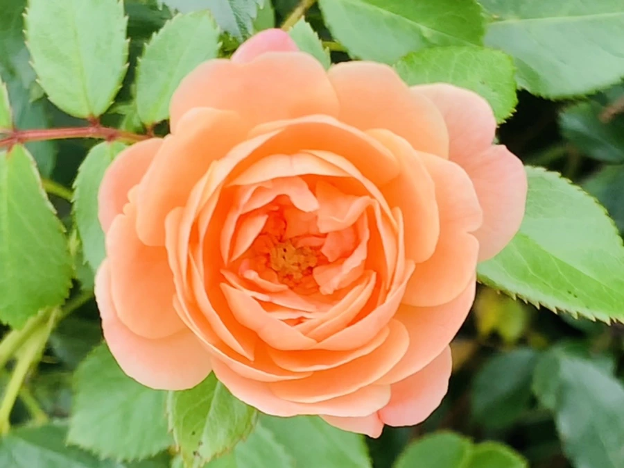 IMG_6053.jpg?type=w966