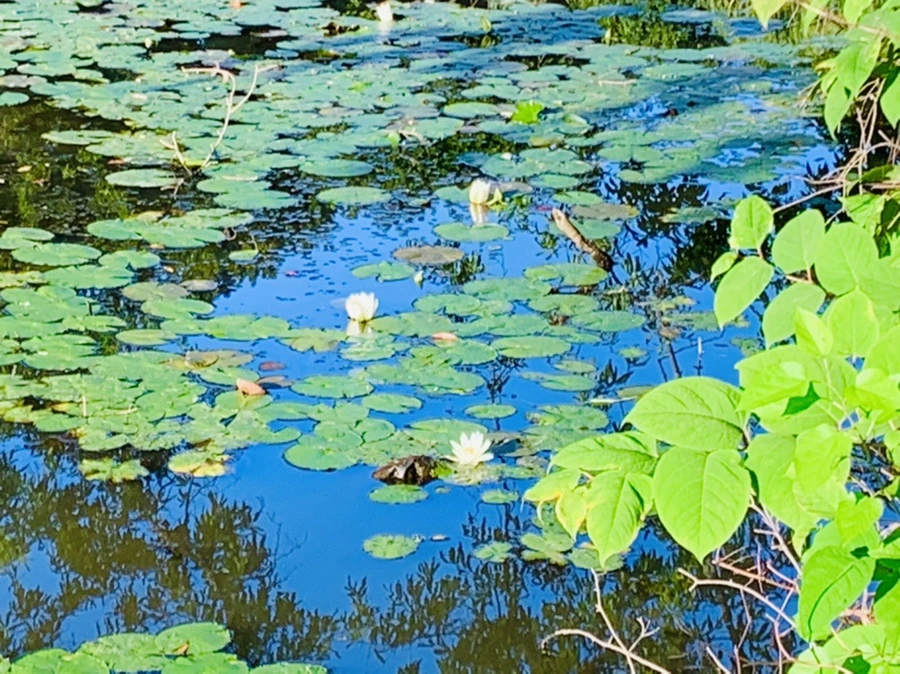 IMG_4248.jpg?type=w966