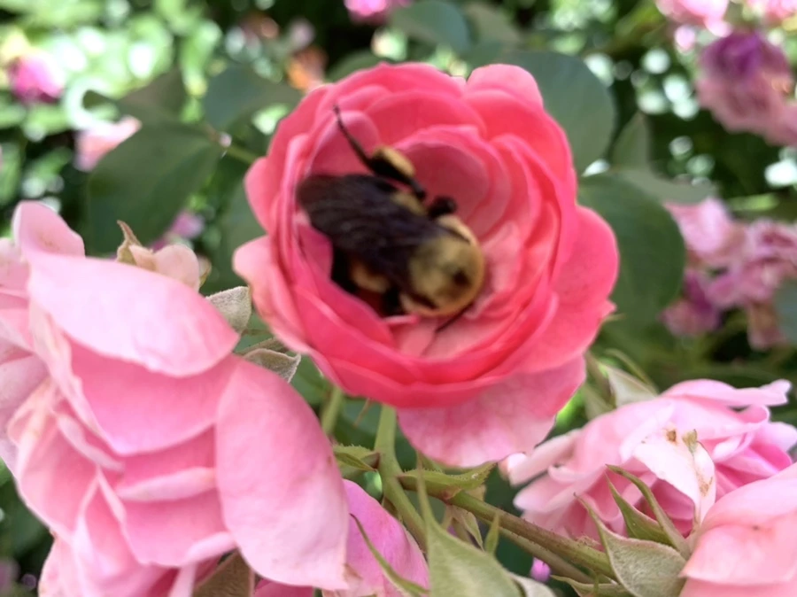 IMG_4156.jpg?type=w966