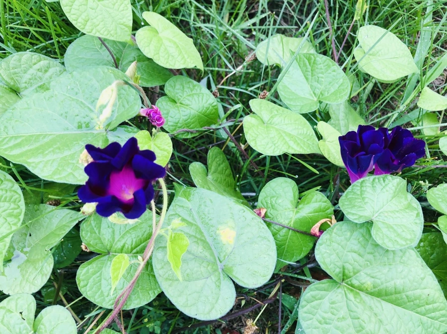 IMG_4300.jpg?type=w966