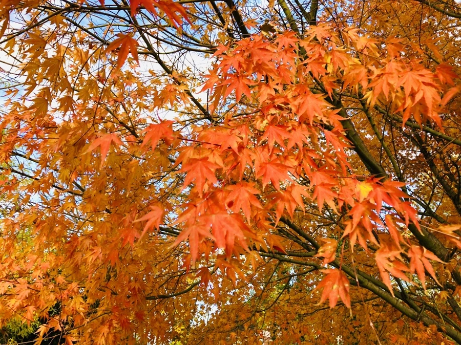 IMG_5523.jpg?type=w966