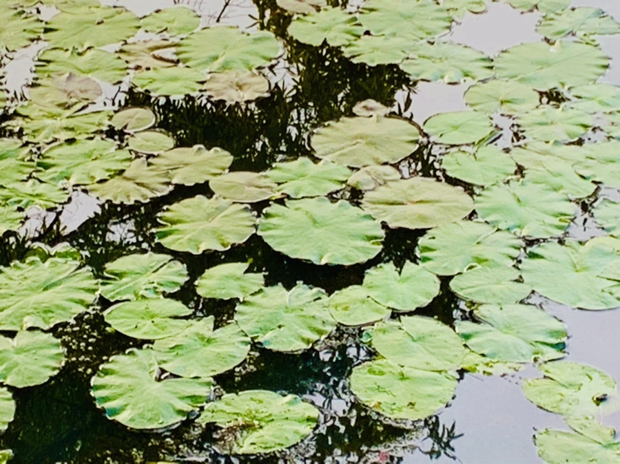 IMG_7874.jpg?type=w966