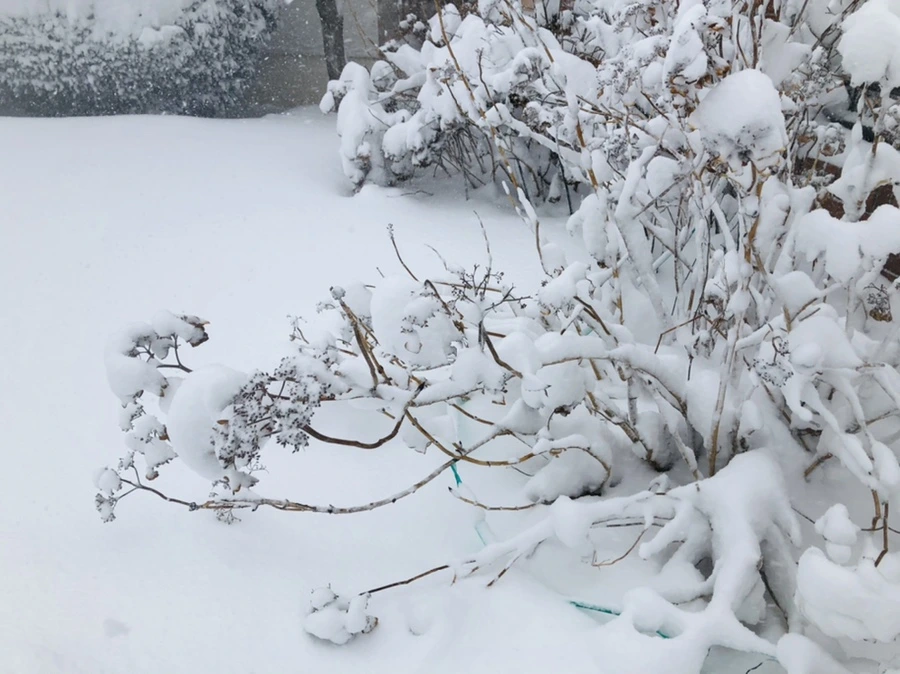 IMG_8790.jpg?type=w966