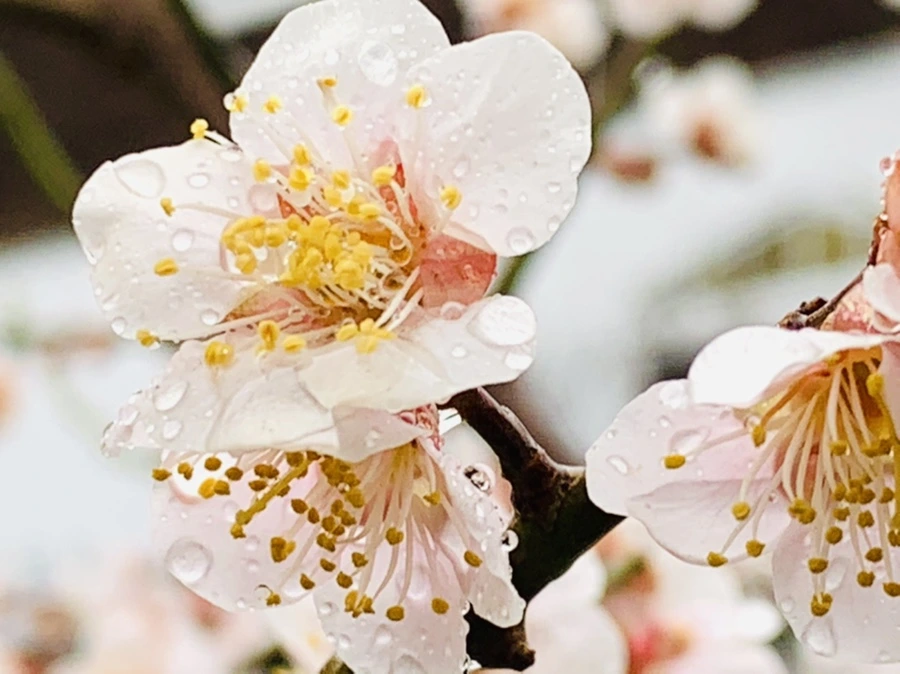 IMG_1907.jpg?type=w966