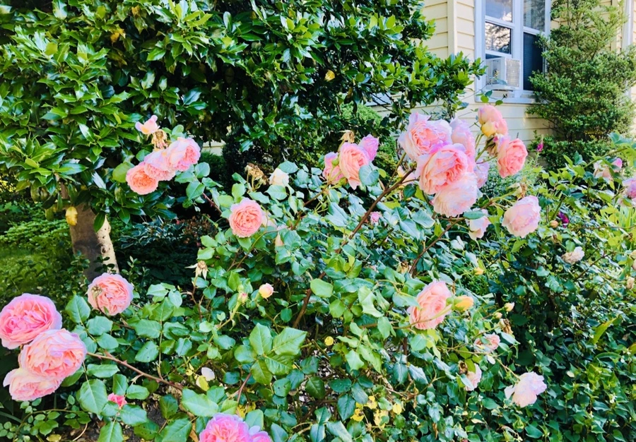 IMG_8532.jpg?type=w966