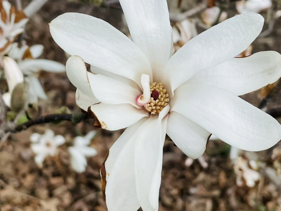 IMG_8169.jpg?type=w966