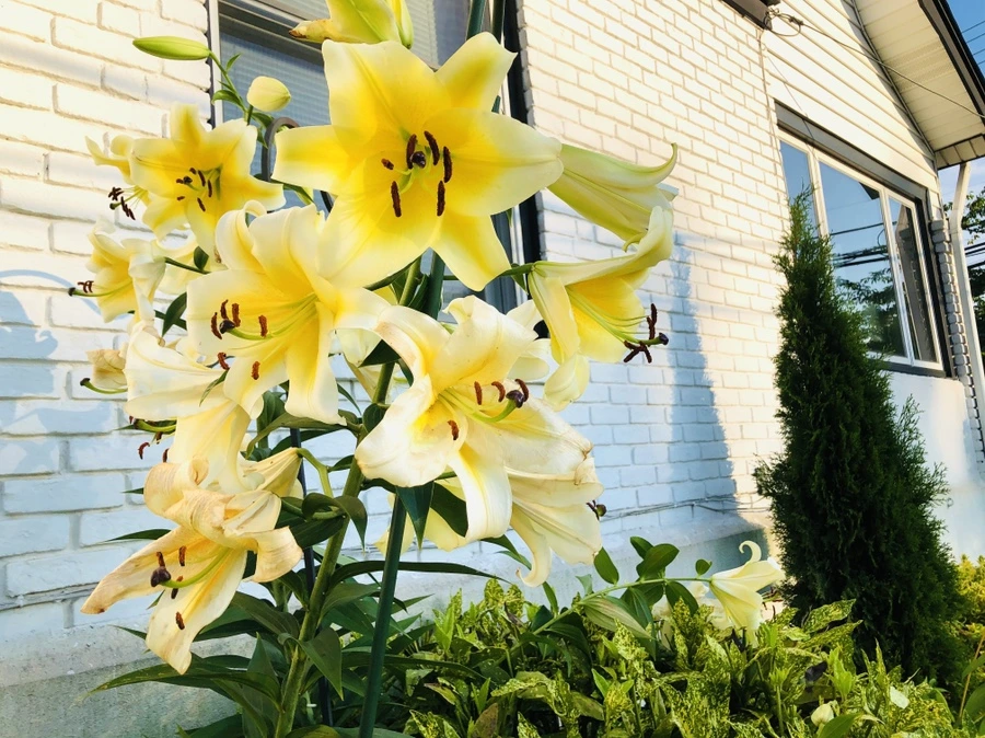 IMG_2470.jpg?type=w966