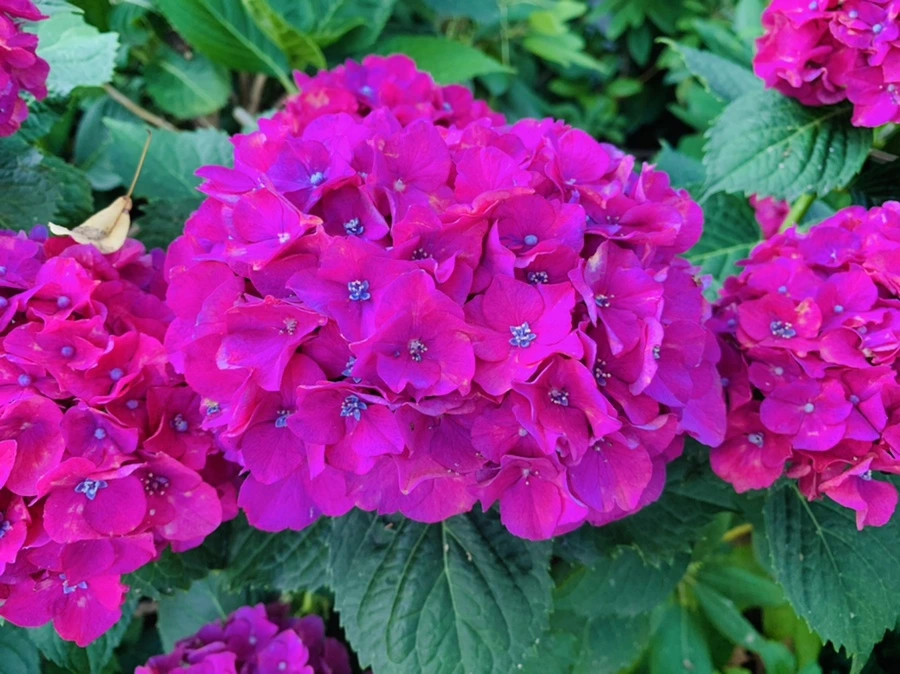 IMG_0952.jpg?type=w966