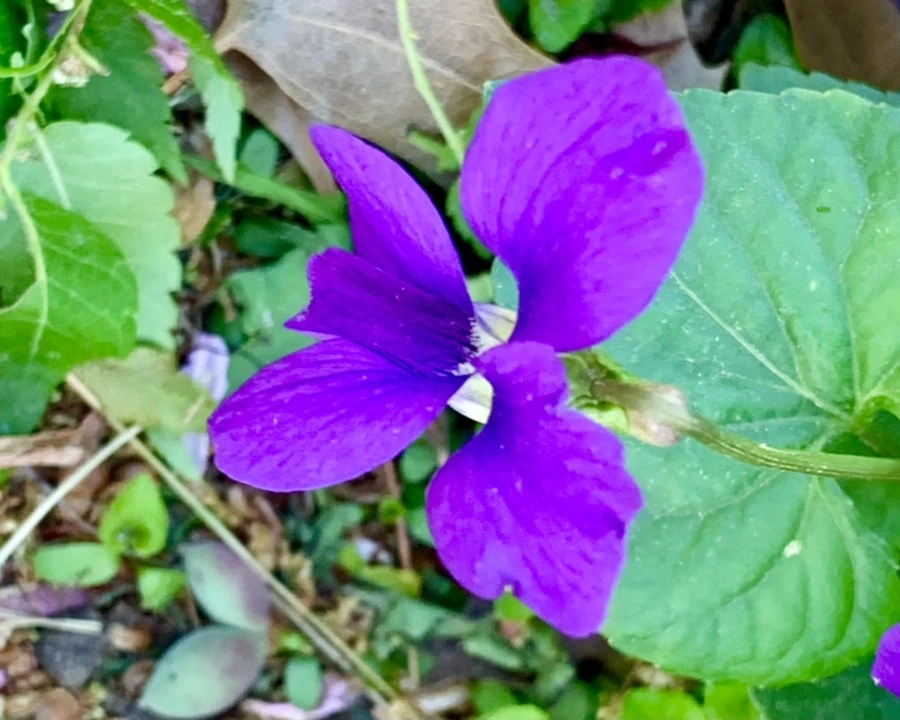 IMG_8325.jpg?type=w966