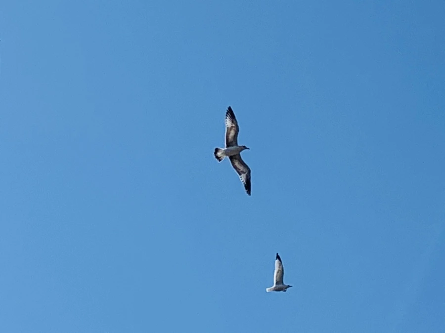 IMG_9408.jpg?type=w966