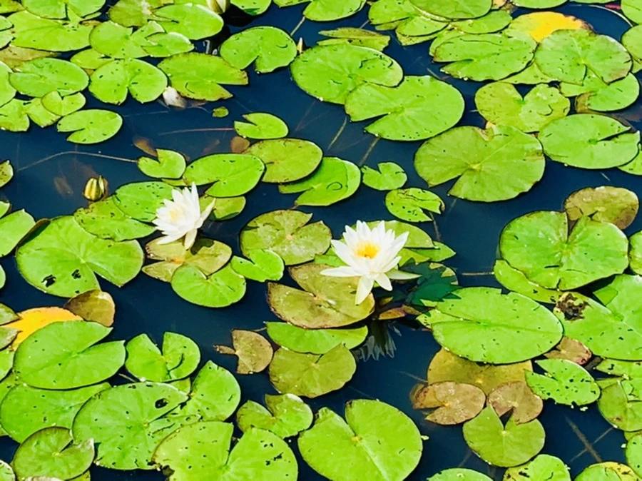 IMG_1281.jpg?type=w966