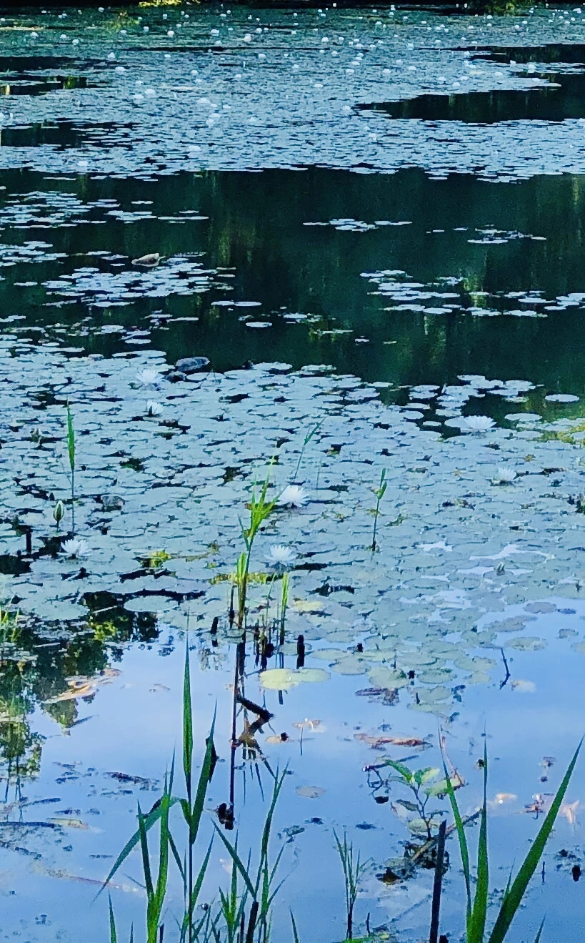 IMG_9285.jpg?type=w966