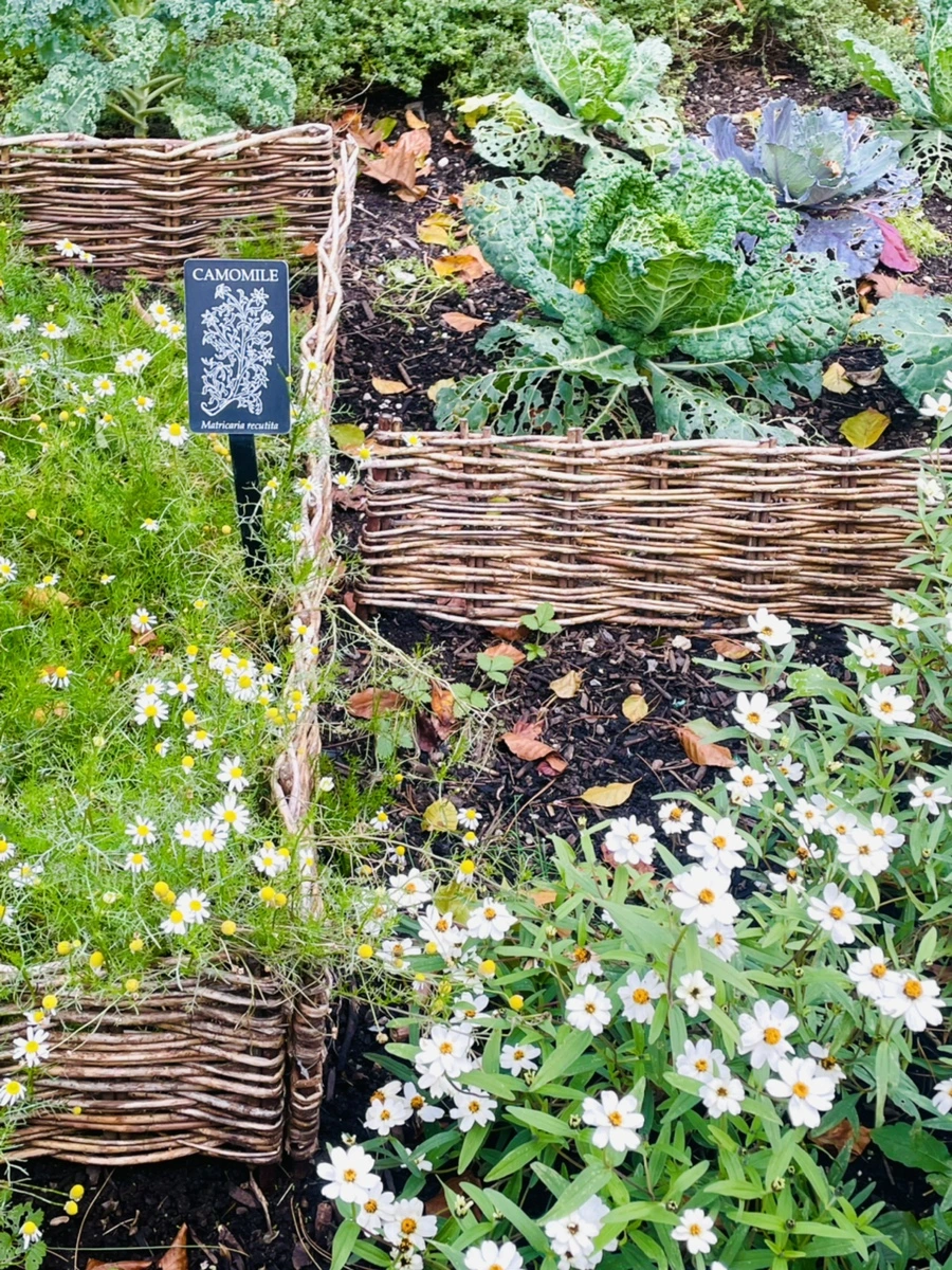 IMG_0179.jpg?type=w966