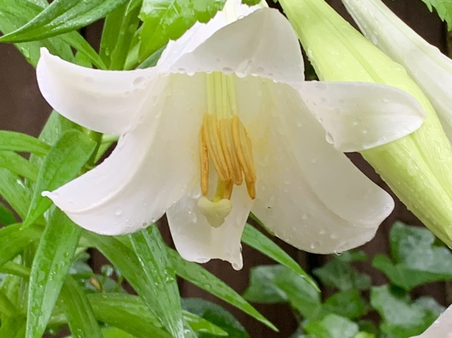 IMG_0109.jpg?type=w966