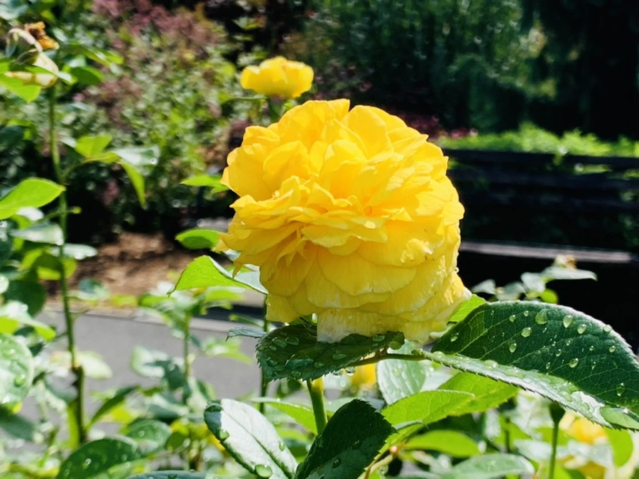 IMG_8415.jpg?type=w966