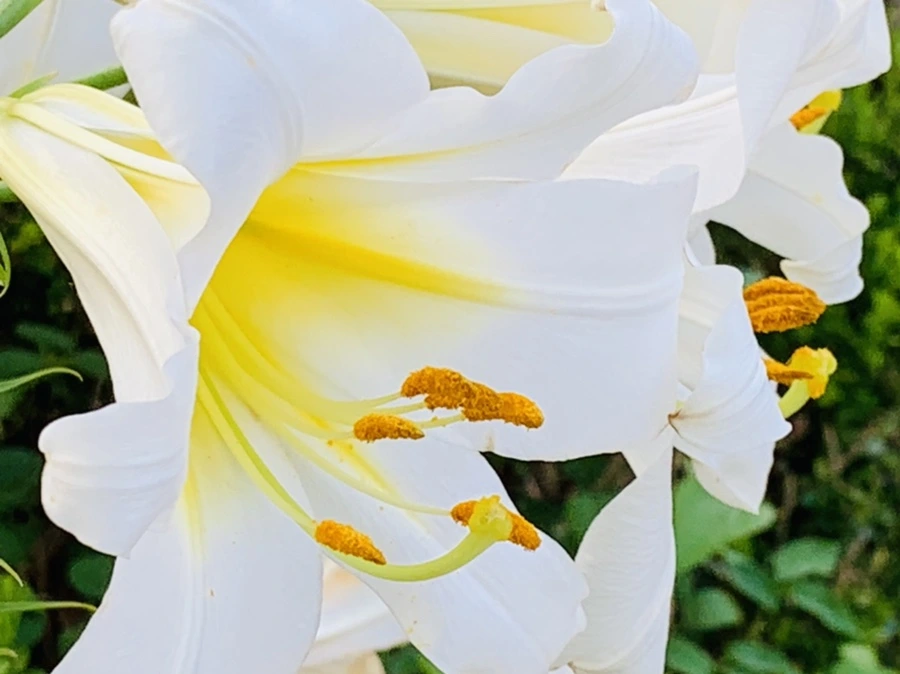 IMG_5969.jpg?type=w966