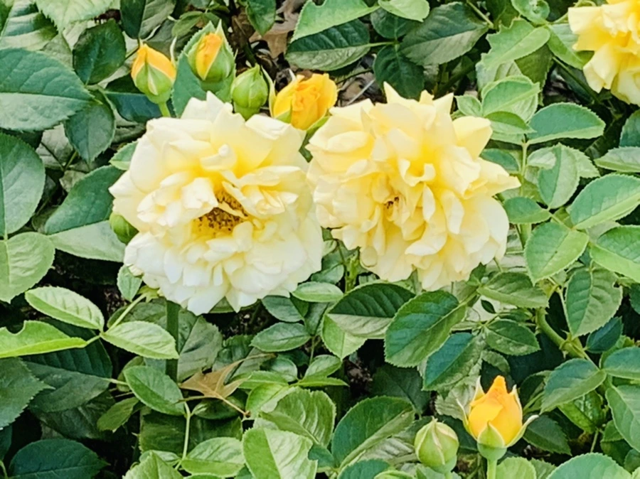 IMG_2958.jpg?type=w966