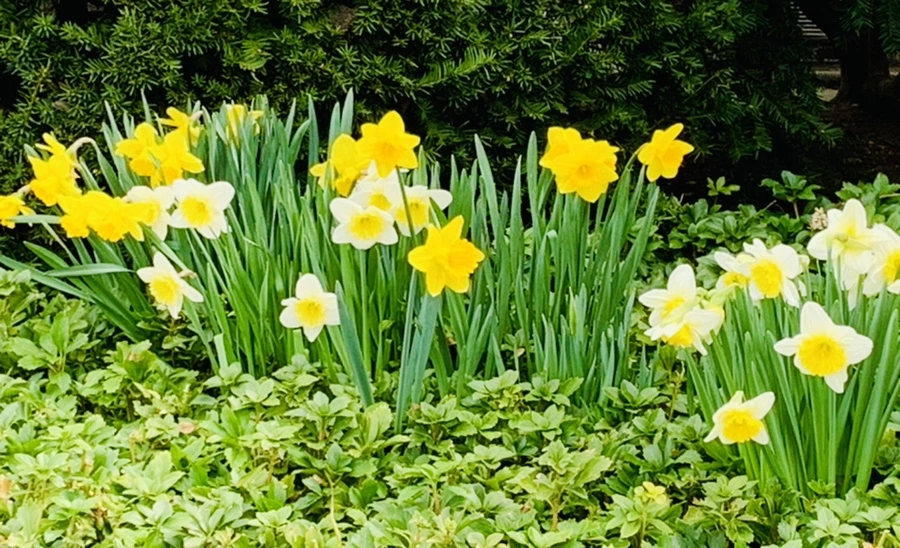 IMG_5884.jpg?type=w966