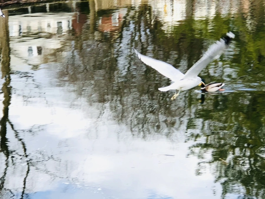 IMG_9953.jpg?type=w966