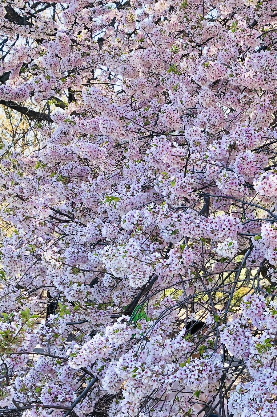 IMG_3135.jpg?type=w966