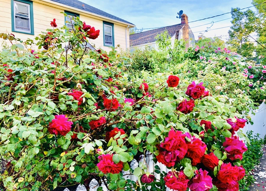 IMG_8080.jpg?type=w966