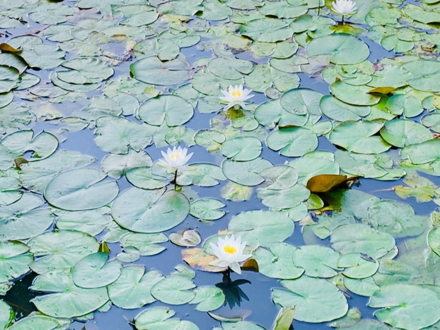 IMG_6591.jpg?type=w966