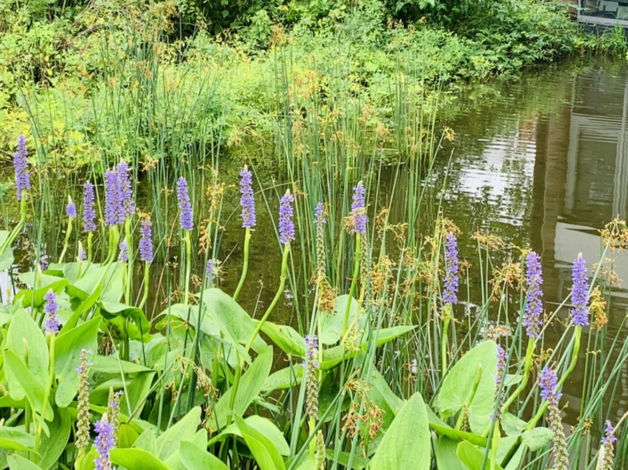 IMG_1063.jpg?type=w966