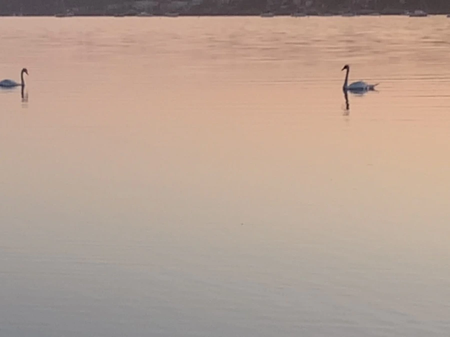 IMG_0184.jpg?type=w966