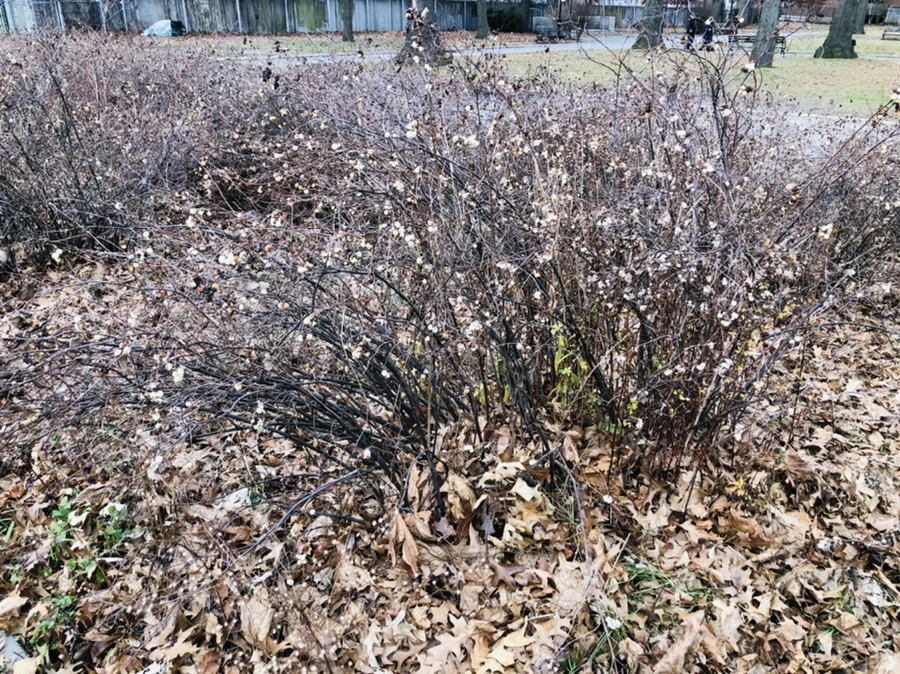 IMG_0065.jpg?type=w966