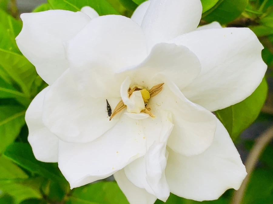 IMG_1059.jpg?type=w966