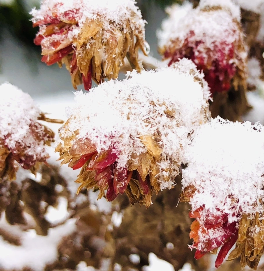 IMG_3450.jpg?type=w966