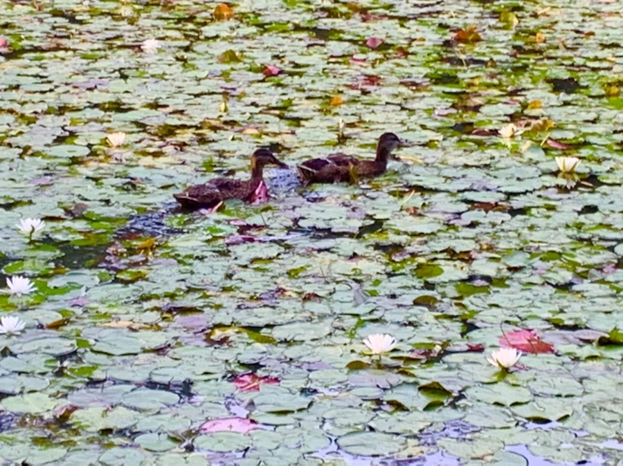 IMG_1844.jpg?type=w966