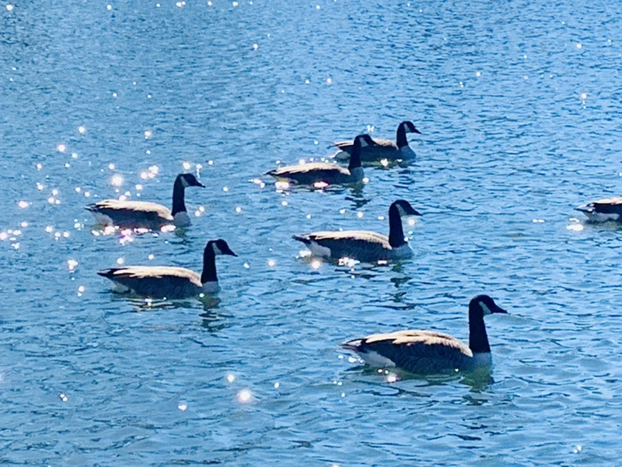 IMG_7597.jpg?type=w966