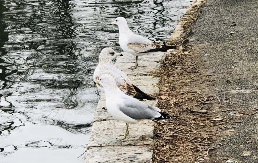 IMG_5941.jpg?type=w966