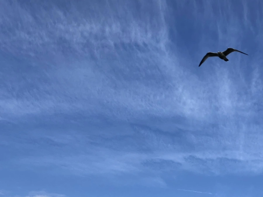 IMG_4676.jpg?type=w966