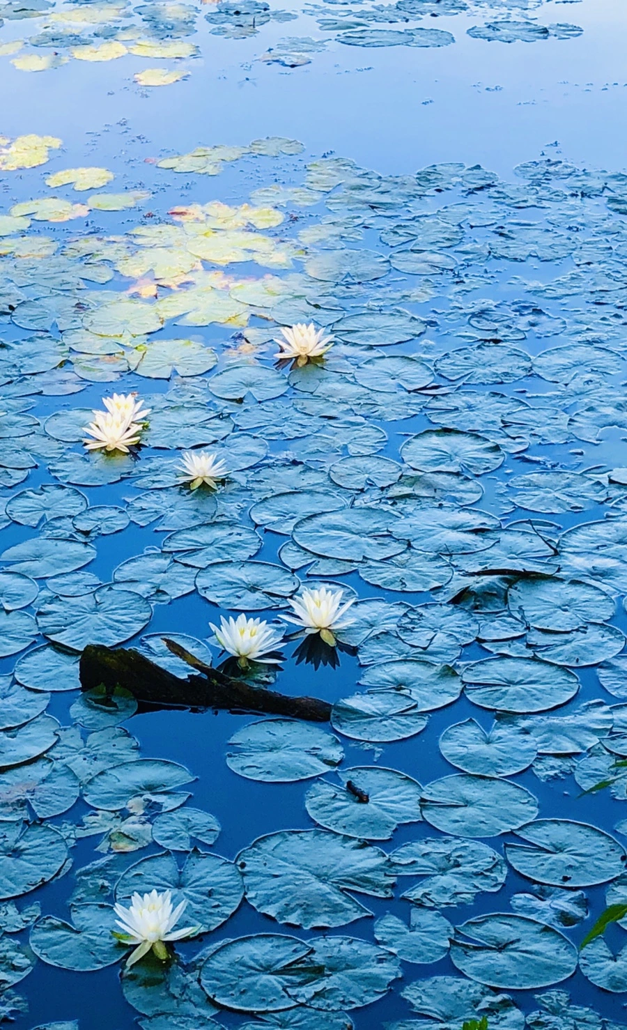 IMG_3793.jpg?type=w966