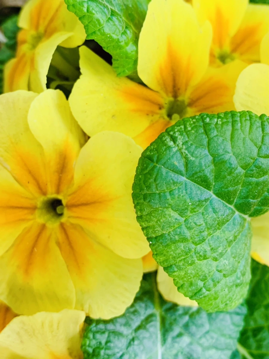 IMG_9030.jpg?type=w966