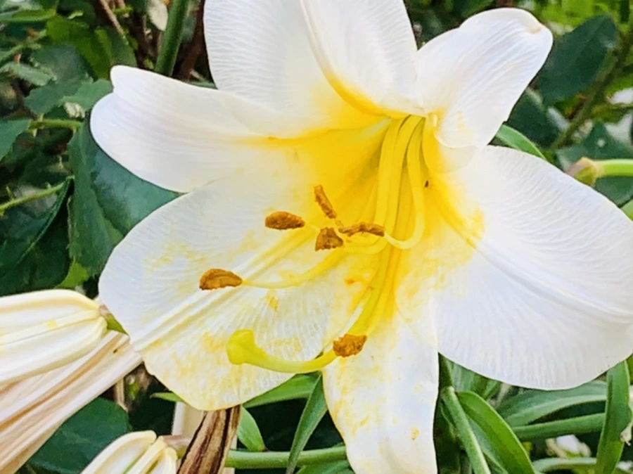 IMG_5966.jpg?type=w966