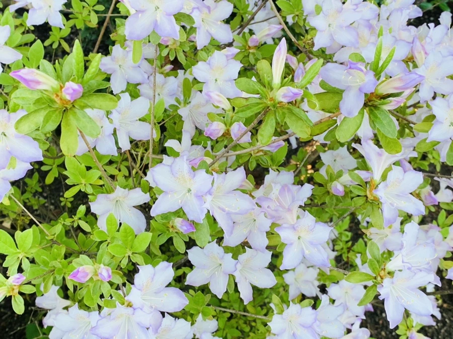 IMG_0403.jpg?type=w966