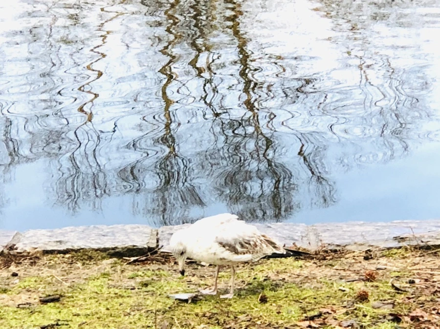 IMG_9120.jpg?type=w966