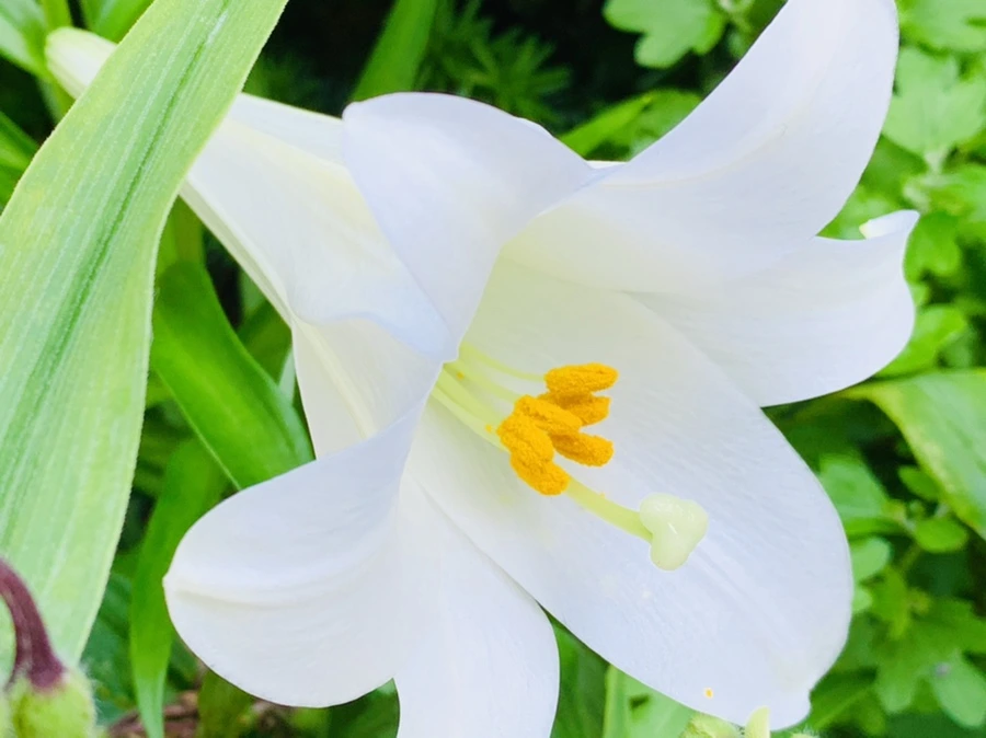 IMG_8300.jpg?type=w966