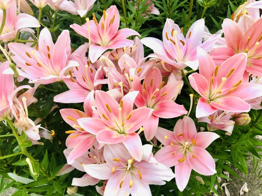 IMG_0986.jpg?type=w966