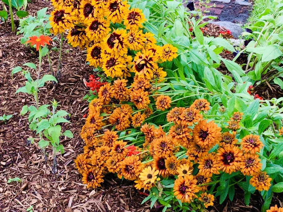 IMG_0396.jpg?type=w966