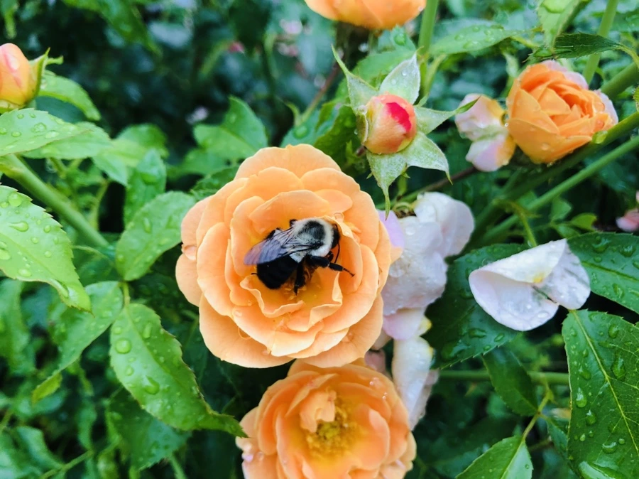 IMG_5820.jpg?type=w966