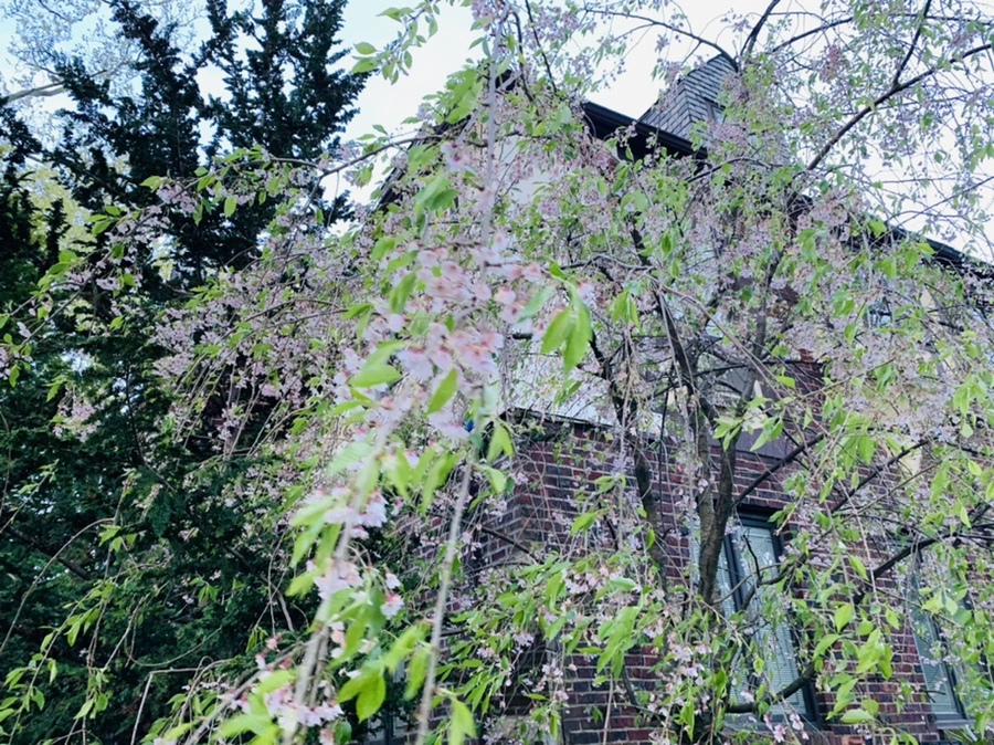 IMG_7548.jpg?type=w966