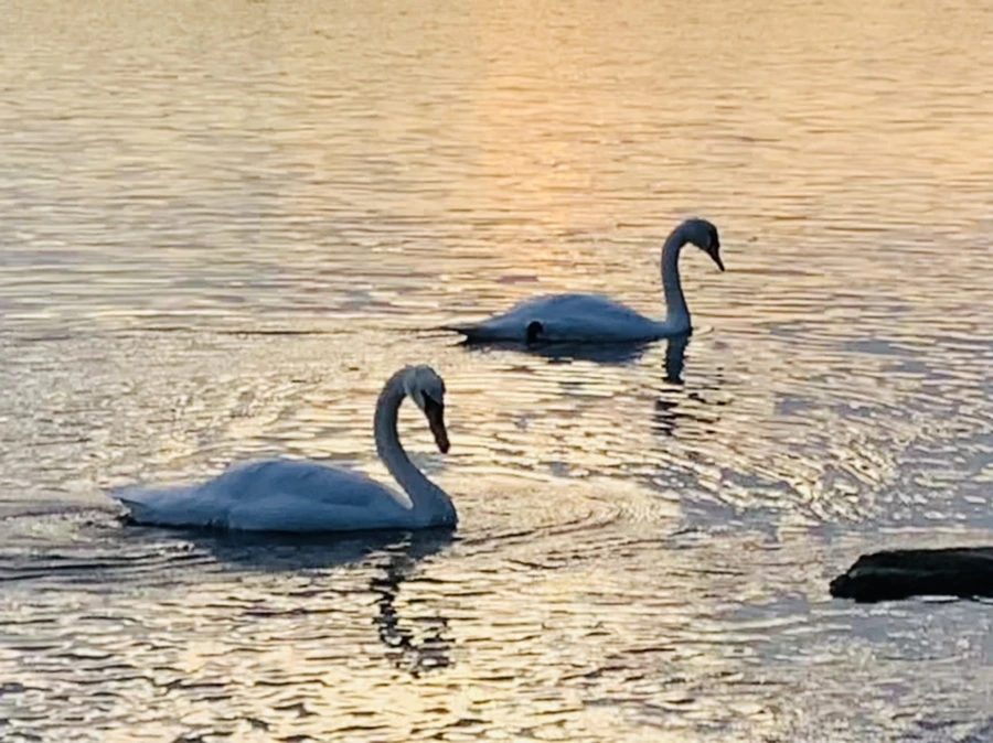 IMG_1409.jpg?type=w966