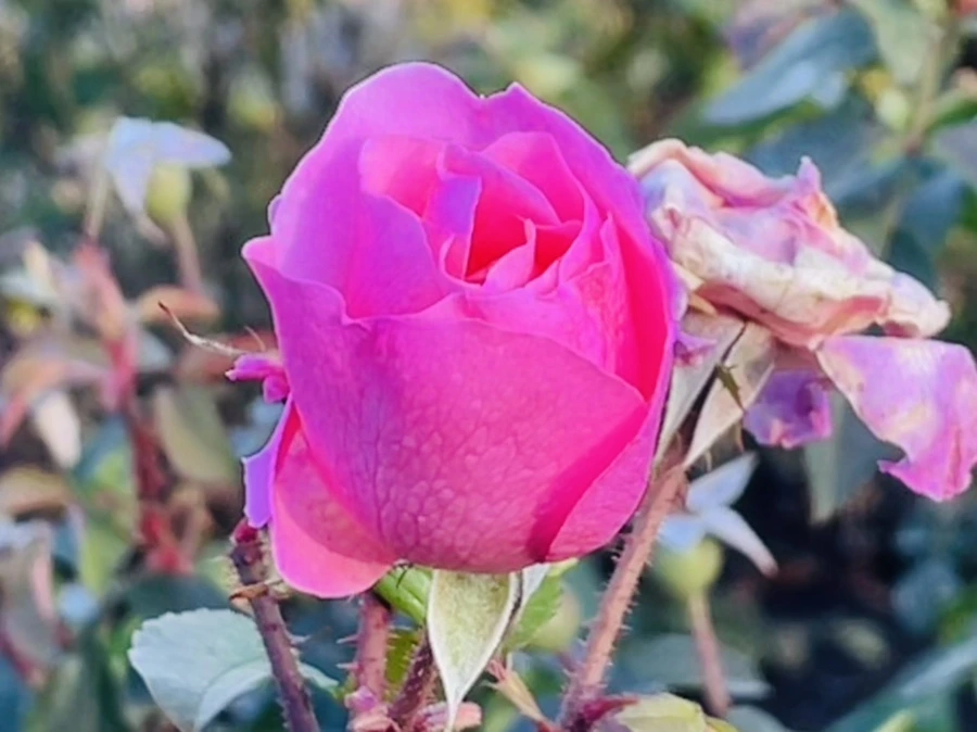 IMG_6009.jpg?type=w966