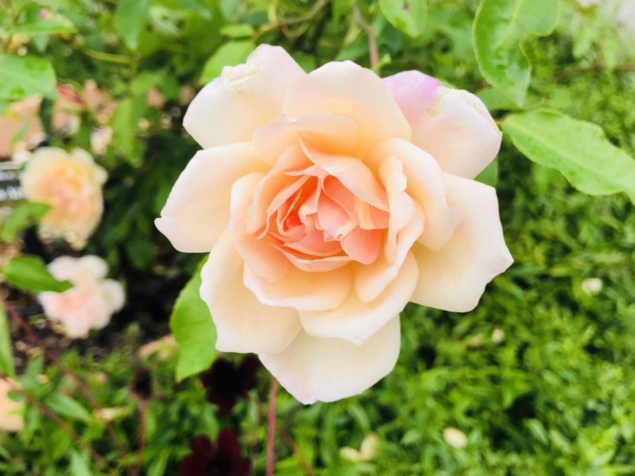 IMG_2258.jpg?type=w966