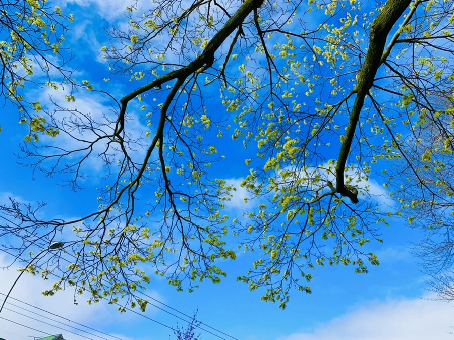 IMG_1501.jpg?type=w966